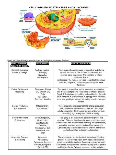 Cell Organelles Structure And Function Pdf Cell Biology