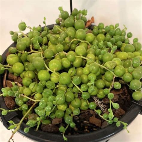 Senecio Rowleyanus String Of Pearls 1 3L Lushingtons