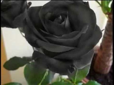 Gigliola Cinquetti LA ROSA NEGRA Flores Negras Rosa Negra Flores