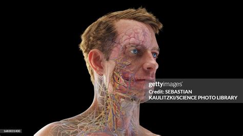 Internal Organs Of The Head Illustration High-Res Vector Graphic ...