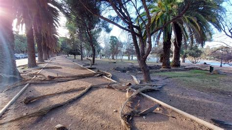 El viento Zonda los árboles y las miserias culturales de estos días