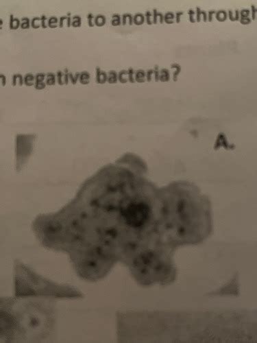 Lab Practical Review Flashcards Quizlet