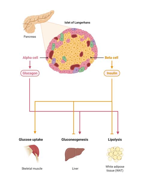 Self Amplifying Rna As A Medium For The Treatment Of Diabetes Type I Ii