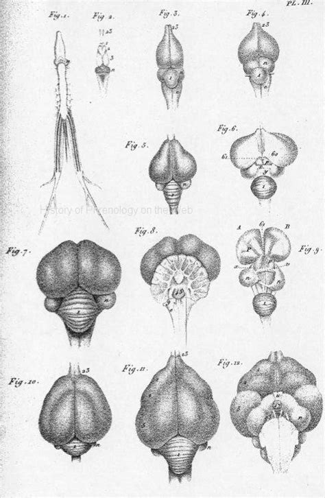 Frog Brain Anatomy