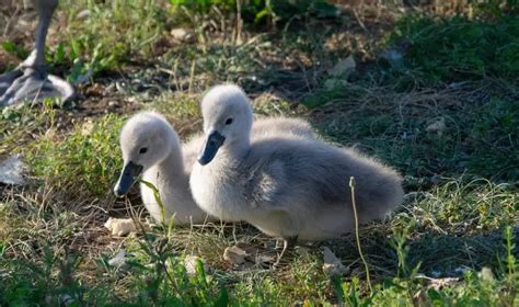 Baby Swans: Description, Pictures, Fun Facts I TheBirdPedia