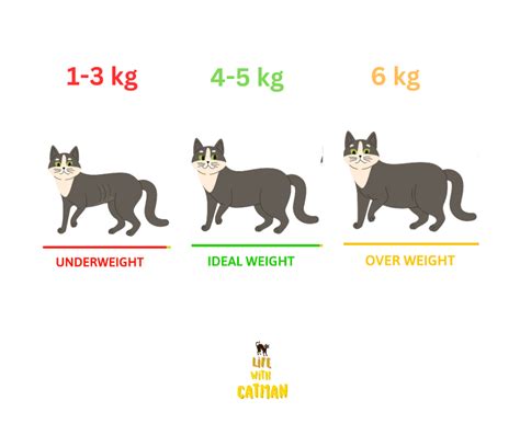 Is Your Cats Weight Healthy Decoding The Cat Weight Chart Catman