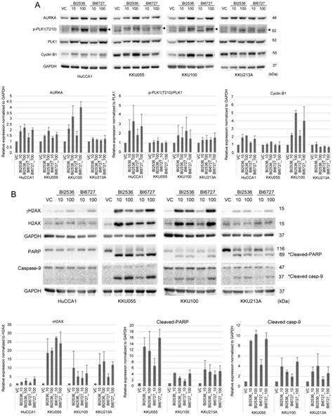 Plk Inhibition Leads To Mitotic Arrest And Triggers Apoptosis In