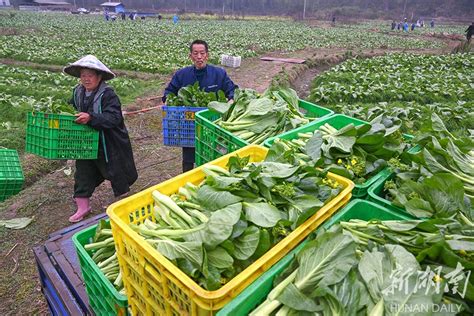 供大湾区蔬菜基地农作忙 资讯 新湖南