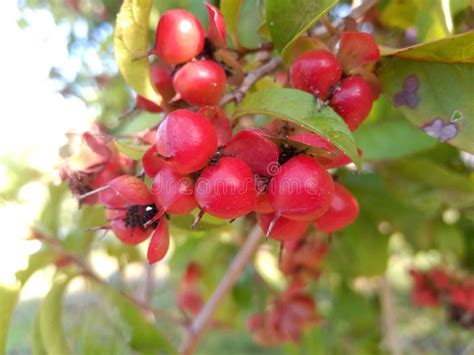 Cerca De Frutos Rojos De Una Planta Que Crece Silvestre En El Monte