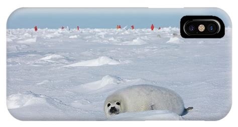 Harp Seal Pup On Ice Iles De La Photograph By Keren Su