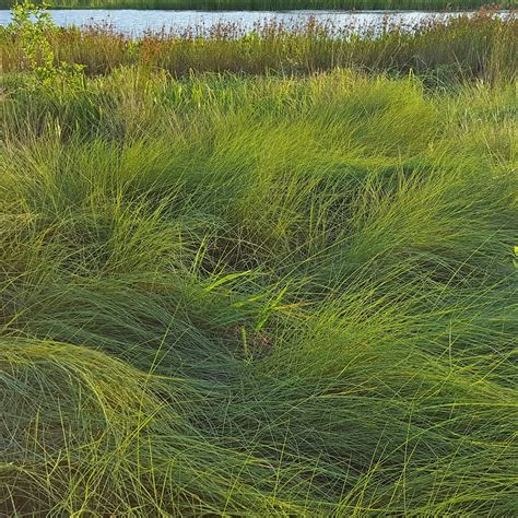 Sedges & Grasses are a wetland's foundation — Green Star Wetland Plant Farm