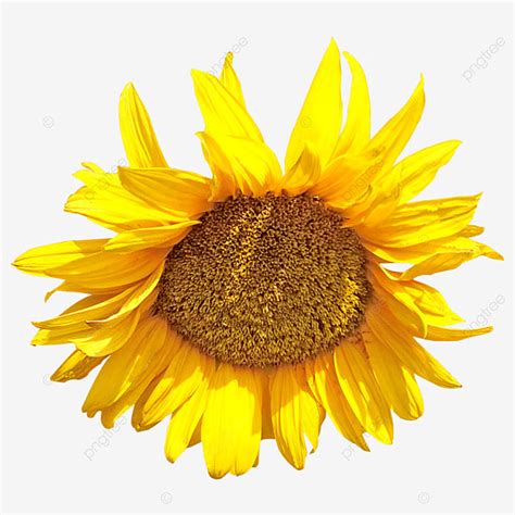 Imagen De Girasol Png Los Girasoles Flores Amarillas Flor Png Y Psd