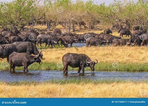 A Herd of African Buffalo Drinking from a River in Botswana. Stock ...