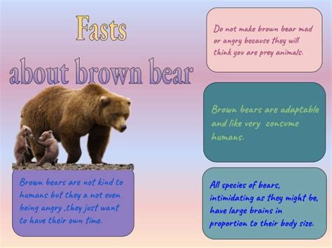 Facts About Brown Bear – Ji Woo @ Belfast School