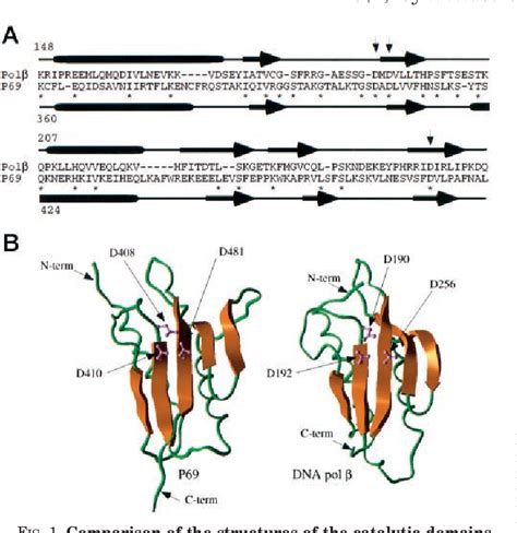 Figure 1 From The Nature Of The Catalytic Domain Of 2′ 5