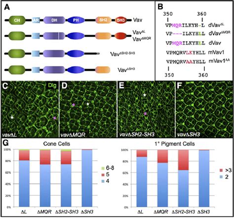 Mutation In The Vav Dh Domain And Sh2 Deletion Abrogates Its Function Download Scientific