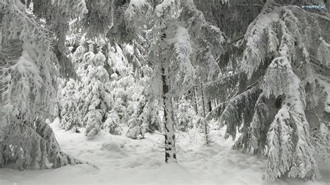 Zaśnieżony Drzewa Las Śnieg Zima