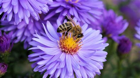 Aprender Sobre Imagem Fotos De Abelhas Nas Flores Br Thptnganamst