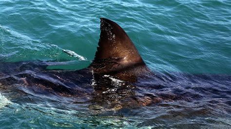 13 Foot Long Great White Shark Tracked Off Shore Of Myrtle Beach Liberia