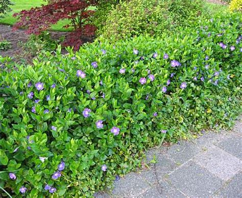 Buy Vinca Major Hedging Plants | Perwinkle Major Plants & Ground Cover