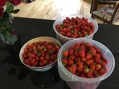 Strawberry Fields Forever This Years Harvest Has Been A Record For Us Here In Kentucky 🍓 R