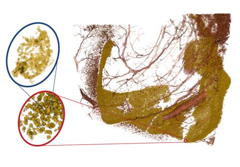 Scan Close Up [image] Eurekalert Science News Releases