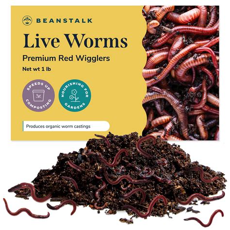 Buy Live Worms 1000 Worms 1 Lb Red Wigglers Composting Worms Earth Worms Live For Garden