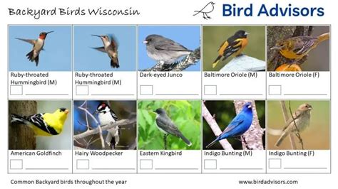 Top 33 Backyard Birds In Wisconsin (Free ID Chart)