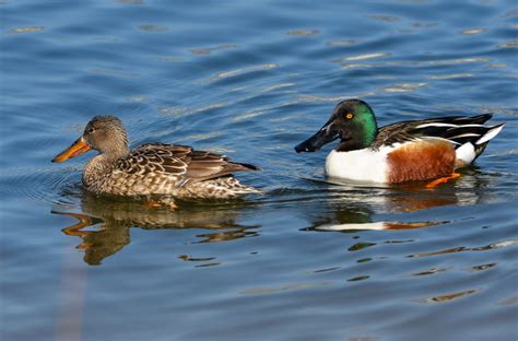 View from the Cape: When is a "female" Northern Shoveler not a female Northern Shoveler?