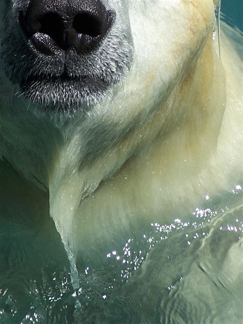 Nose of a Polar Bear by ditostar on DeviantArt