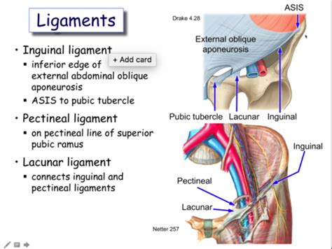 Pectineal Ligament