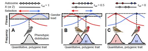 Intralocus Sexual Conflict Cox Lab