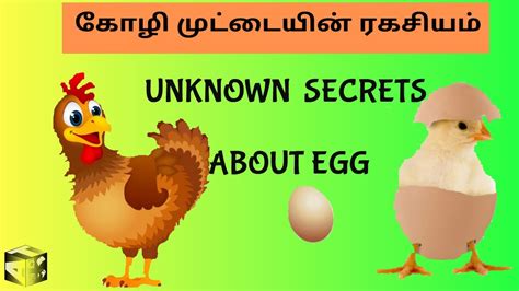 கழ மடடயன ரகசயம UNKNOWN SECRETS ABOUT EGG TAMIL