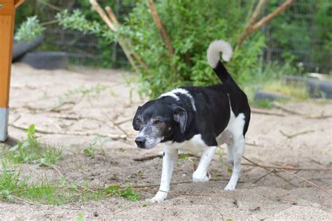 Ole Sucht Eine Pflege Oder Endstelle Tierheim Henstedt Ulzburg