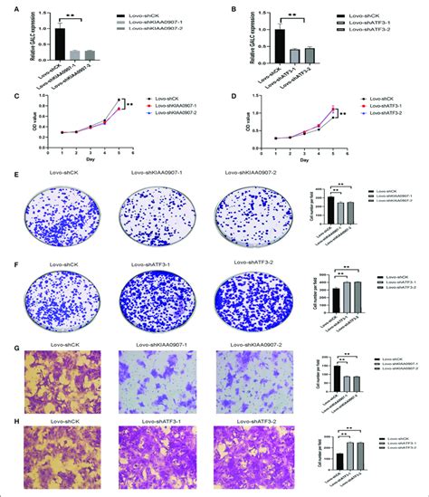 ATF3 And KIAA0907 Are Closely Related To Tumorigenesis And