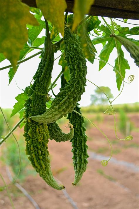 Bitter Gourd Food Free Photo On Pixabay Pixabay