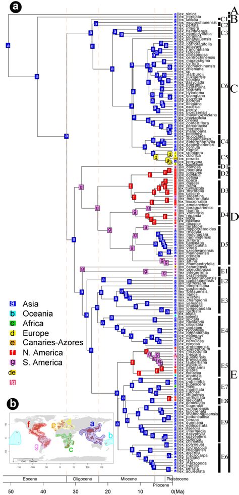 Ancestral Area Reconstruction Result For 177 Identified Ilex L Species