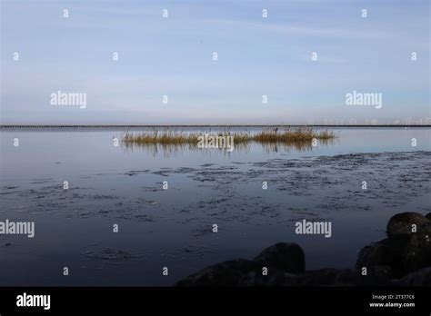 Habitat Del Mare Di Wadden Immagini E Fotografie Stock Ad Alta