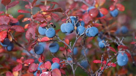 8 Best Shrubs For Beautiful Fall Color