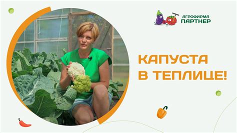 НАШ ОПЫТ ВЫРАЩИВАНИЯ ЦВЕТНОЙ КАПУСТЫ В ЗАЩИЩЕННОМ ГРУНТЕ - YouTube