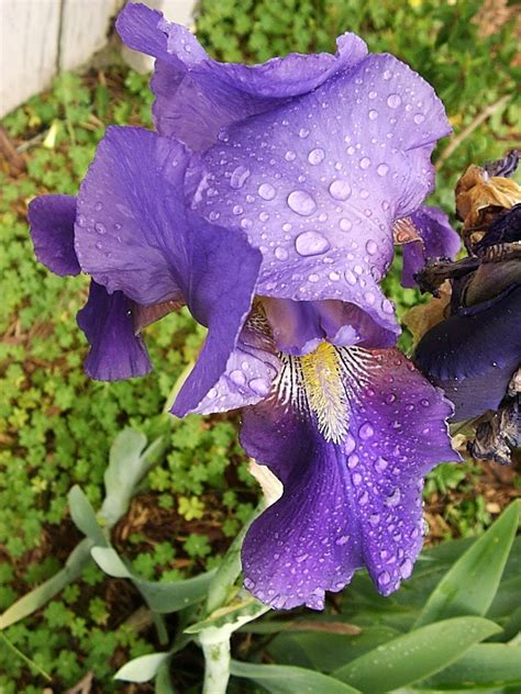 Eye Candy For The Famished Purple Iris After The Rain