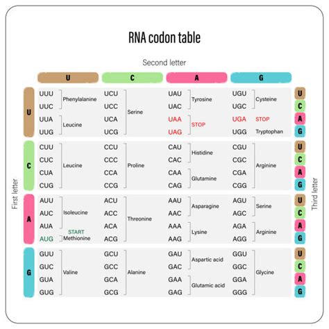 10+ Codon Table Illustrations, Royalty-Free Vector Graphics & Clip Art ...