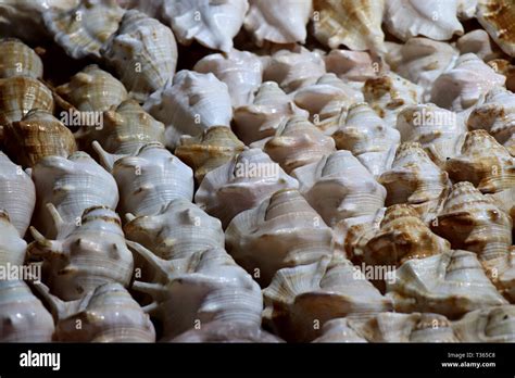 Sea Shells In The Market Conch Shells At Puri Sea Beach Evening Market Beautiful Marine Shells