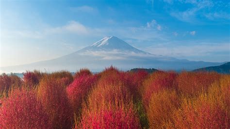 Morning View Of Mount Fuji With Kokia Bushes In Autumn From Oishi Park