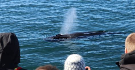 The Reykjavik Whale Watching Tour Whale Watching Tour From Reykjavik Guide To Iceland