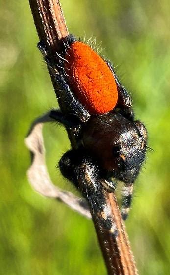 Red Back Jumping Spider Phiddipus Johnsoni Male Phidippus