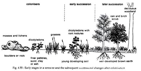 Succession Meaning Types And Causes Ecology