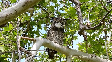 Great Horned Owls Hooting Youtube