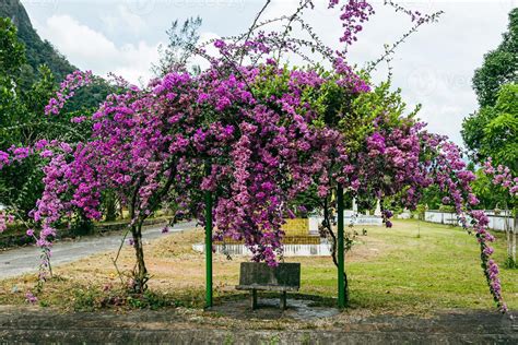 Blossoming bright pink bougainvillea tree in Thailand park. 14407732 ...