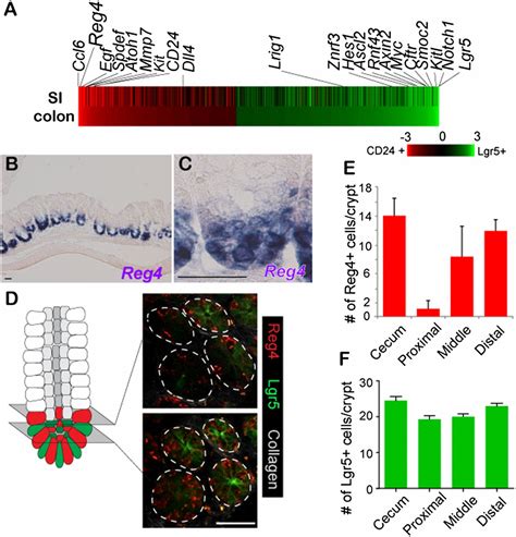 Reg Deep Crypt Secretory Cells Function As Epithelial Niche For Lgr